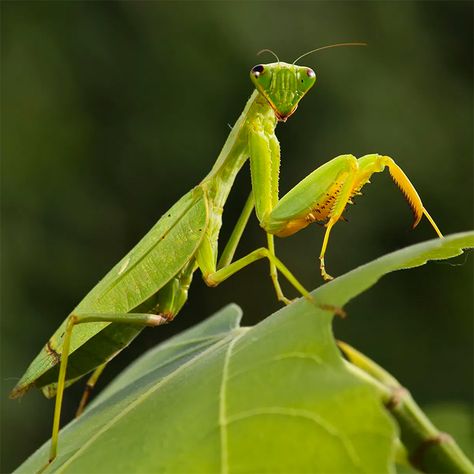 Interesting Insects, Types Of Insects, Move In Silence, Keep Praying, Garden Pest Control, Tiny Bird, Praying Mantis, Beneficial Insects, Animal Facts