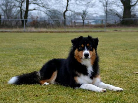 Australian Shepherd with tail Australian Shepherd With Tail, Australian Shepherd Black, Mini Aussie Shepherd, Black Tri Australian Shepherd, English Shepherd, Aussie Shepherd, Aussie Puppies, Aussie Dogs, Australian Shepherd Dogs