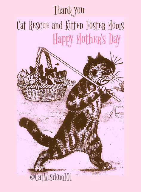 Purrfect Mother’s Day For Pet Moms, Cat Rescue Moms, Kitten Foster Moms + – Cat Wisdom 101: Everything Feline since 2011 Salted Granola, Funny Pajamas, Foster Cat, Paper Greeting, Pet Mom, Cat Pajamas, Foster Mom, Mom Cards, Mama Cat