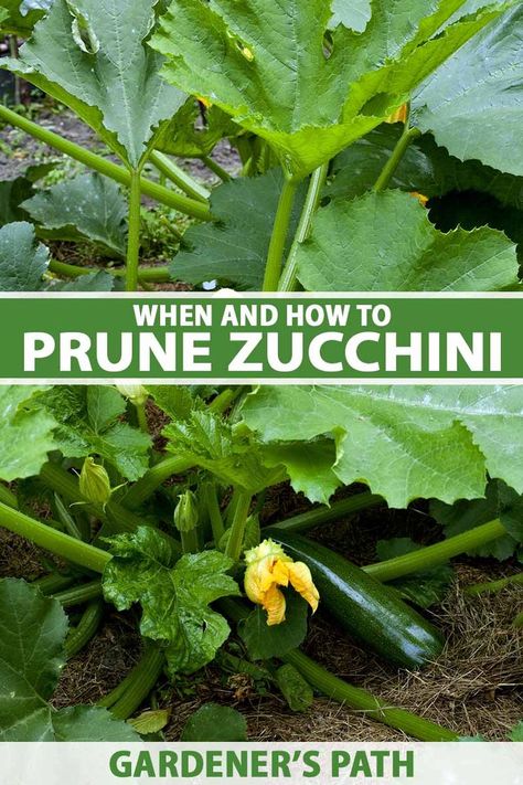 Growing Zucchini Vertically, Zucchini Garden, Zucchini Growing, Zucchini Plant, Grow Zucchini, Transplanting Plants, Suburban Garden, Garden Zucchini, Growing Squash