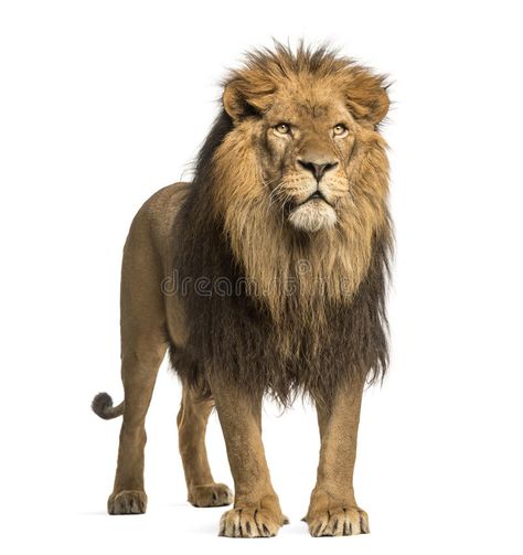 Lion Standing, Panthera Leo, Lion King Art, Wild Animals Pictures, Black Lion, Lion Images, Horse Wallpaper, African Grey Parrot, Animal Sounds