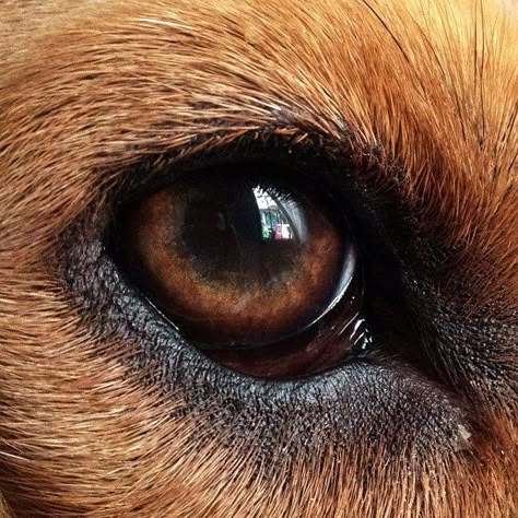 Dog Eyes Painting, Dogs Eyes Drawing, Animal Eyes Drawing, Pretty Eyes Color, Dogs Eyes, Black Bears Art, Dog Collage, Animals Eyes, Painting Eyes