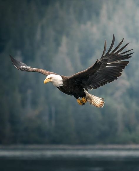 Eagles Of Instagram on Instagram: “Like and share please ❤ . Follow : @eagles.of.insta . Photographer📷: @marcbaechtold . #baldeagle #birds #eagle #birdsofprey #raptors…” Bald Eagle Photography, Bald Eagle Art, Prey Animals, Eagle Flying, Tattoo Nature, Animals Tattoo, Eagle Drawing, Eagle Images, Eagle In Flight