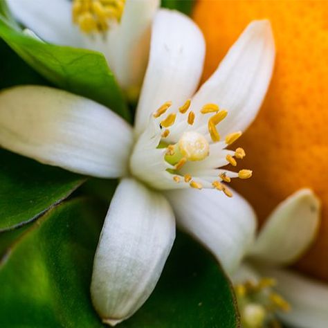 Neroli Essential Oil, Neroli Oil, Orange Tree, Orange Fruit, Facial Cream, Sweet Orange, Organic Oil, Blossom Flower, Perfume Oils