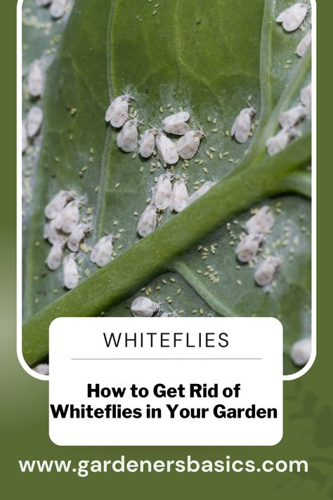 How to Get Rid of Whiteflies in Your Garden Gardeners Basics White Bugs On Plants, Fly Remedies, Zucchini Plants, Organic Gardening Pest Control, Natural Pesticides, Garden Remedies, Cucumber Plant, Plant Pests, Mint Plants