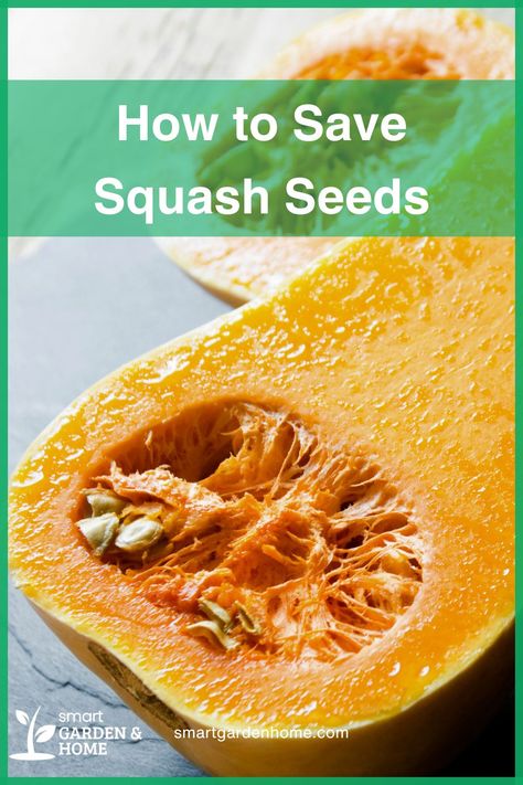 Learn how to save squash seeds and enjoy homegrown squash every year! Pick ripe squash, clean and dry the seeds, and store them properly. Hand-pollinate to keep seeds pure and preserve heirloom varieties. Discover more tips for a thriving garden at Smart Garden and Home. Native American Heritage Day, Saving Seeds, Squash Varieties, Squash Seeds, Thriving Garden, Smart Garden, The Bad Seed, Plant Diseases, Seed Saving