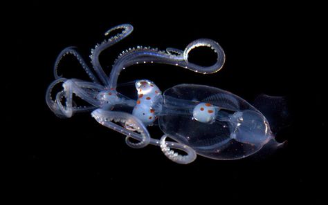 Deep Sea Life, Foto Macro, Creature Marine, Fauna Marina, Dark Water, Deep Sea Creatures, Sea Photography, Beautiful Sea Creatures, Underwater Creatures