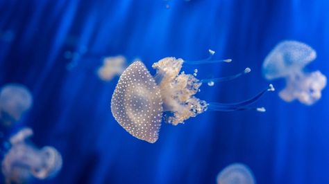 Sea Nettle, Jellyfish, medusa, Genoa Aquarium, Italy, blue, water, underwater, aquarium, diving, tourism Genoa Aquarium, Nature Desktop, Macbook Air Wallpaper, Ipad Air Wallpaper, Underwater Images, Uhd Wallpaper, Blue Jellyfish, 4k Wallpaper For Mobile, Cute Laptop Wallpaper