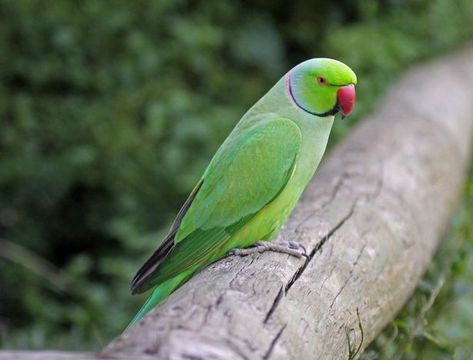 Bright green Indian Ringneck parakeets are officially the UK’s only naturalised #parrots | They've been a common sight in parts of London for many years now, but they've recently been spotted in Bristol too - and it looks like they're there to stay. Ring Necked Parakeet, Green Parakeet, Parrot Pet, Indian Rings, Most Beautiful Birds, Exotic Birds, Pretty Birds, Colorful Birds, Bird Species