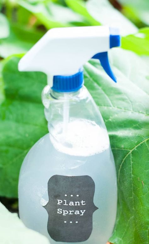 DIY Insecticidal Plant Spray. Want to get rid of those pests without poisoning your garden? Here is an easy and healthy way to keep the bugs away! Homemade Bug Spray Recipe, Garden Bug Spray, Bug Spray For Plants, Pest Spray, Homemade Bug Spray, Diy Bug Spray, Bug Spray Recipe, Plant Bugs, Insect Spray