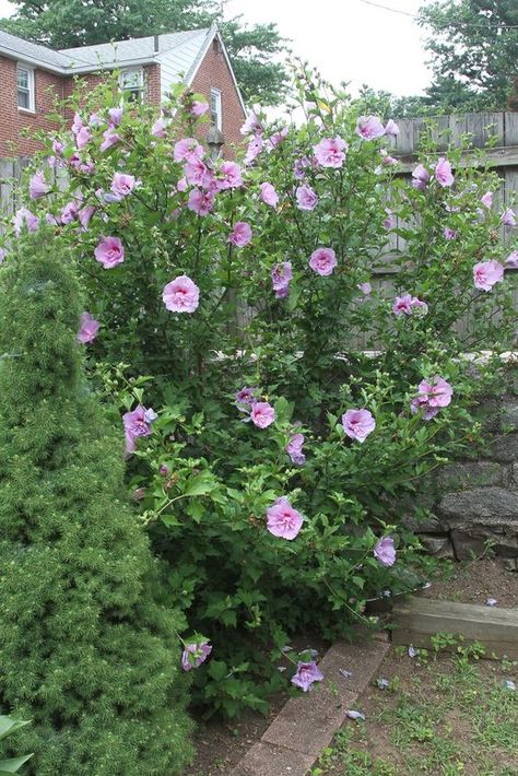 Rose Of Sharon Tree, Rose Of Sharon Bush, Garden Shrubs, Rose Of Sharon, Beautiful Flowers Garden, Plant Cuttings, Garden Trees, Garden Cottage, Lawn And Garden