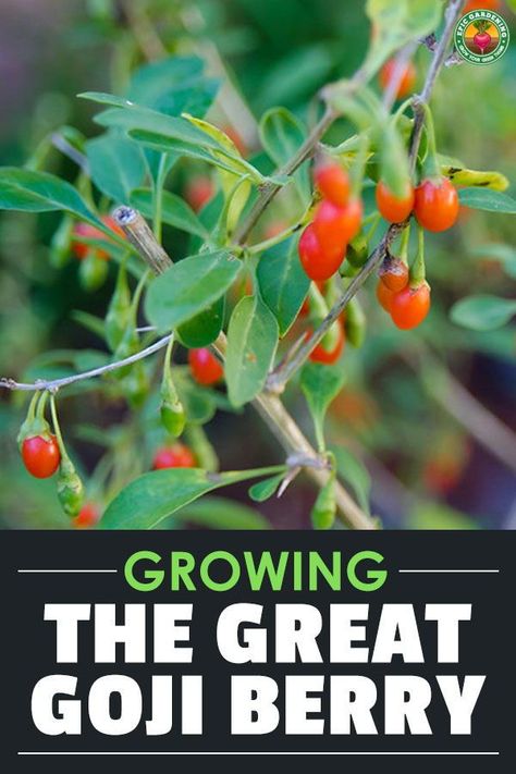 Growing Goji Berry Plants, Goji Berries Plant, Fruit Guild, Grow Goji Berries, Goji Berry Plant, Growing Goji Berries, Gogi Berries, Farm Orchard, Tart Fruit