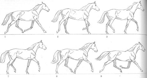 Dnd Mounts, Animation Practice, Reference Study, Drawing Horses, Eadweard Muybridge, Horse Art Drawing, Walk Cycle, Sketch Dump, Stable Ideas