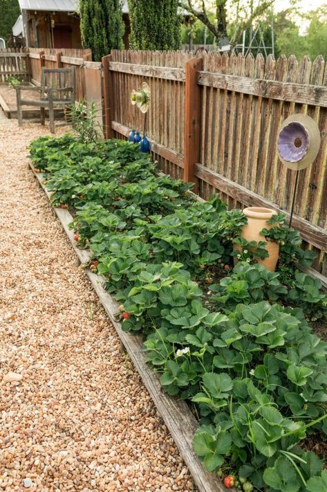 When To Plant Strawberries, Strawberry Companion Plants, Planting Layout, Everbearing Strawberries, Strawberry Beds, Berry Garden, Strawberry Garden, Plants Growing, Backyard Vegetable Gardens