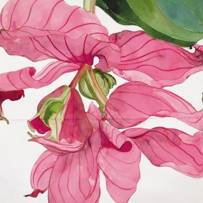 Sarah Graham Flowers, Sarah Graham Artist, Gouache Flowers, Sarah Graham, Big Wall Art, Botanical Painting, Ink Drawings, Botanical Drawings, Beetles