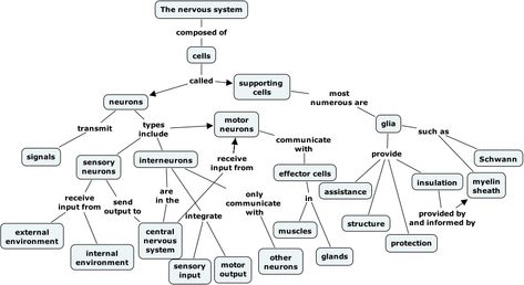 Neurons and Neuroglia Nervous System Concept Map, Arbonne Shake, Myelin Sheath, Arbonne Shake Recipes, Pathophysiology Nursing, Concept Maps, Health Corner, Sensory Input, Conceptual Framework