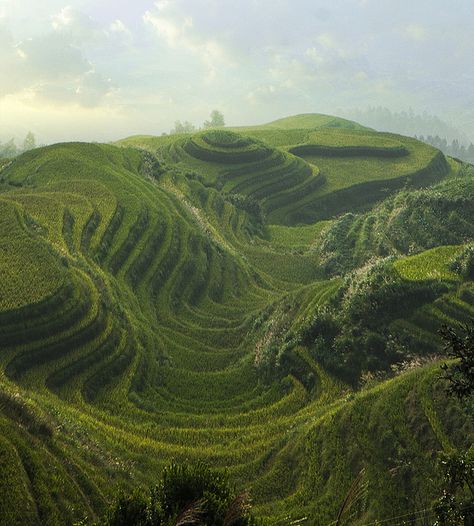 Longsheng Rice Fields, China Guilin China, Inspiring Landscapes, View Photography, Rice Fields, Guilin, Scenery Pictures, Chinese Landscape, Canvas Painting Landscape, Breath Of The Wild