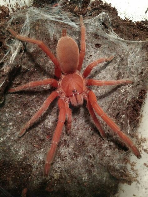 Orphnaecus philippinus (Philippine tangerine) Spider Facts, Aesthetic Spider, Spider Aesthetic, Spider Photography, Scary Spiders, Spider Fact, Tattoos Nature, Arachnids Spiders, Huge Spiders