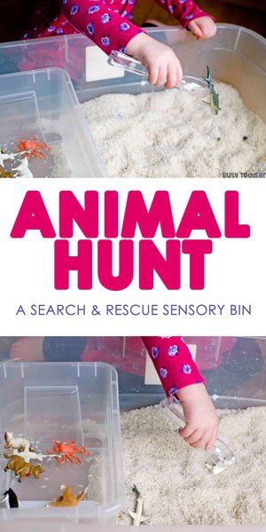 Tame Animals Activities For Toddler, Wild Animal Sensory Bin, Outdoor Animal Activities Preschool, All About Animals Activities, Farm Animal Sensory Play, Animal Science Activities Preschool, Animals Teaching Ideas, A Is For Animals, Zoo Activity For Toddlers