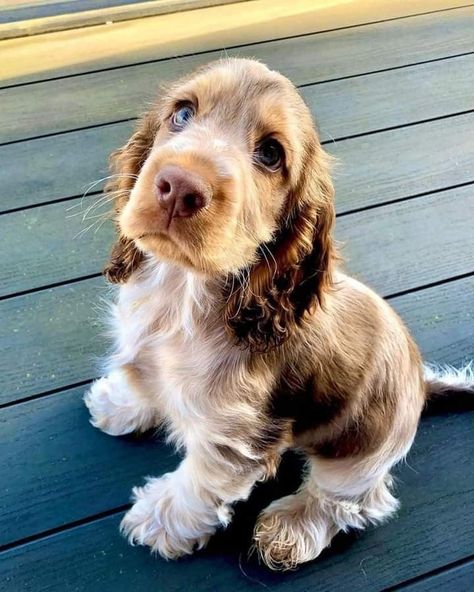 Aussie Cocker Spaniel, Australian Shepherd Cocker Spaniel, Gold Cocker Spaniel Puppy, Spotted Cocker Spaniel, Brown And White Cocker Spaniel, Mini Cocker Spaniel Puppies, Cockaspaniel Puppies, Mini Cocker Spaniel, Chocolate Cocker Spaniel