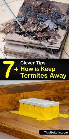 Learn how to keep termites away from your home and prevent a termite infestation. Subterranean termites and drywood termites cause damage to trees and wood structures, and it’s essential to take termite prevention steps to stop this termite damage. #howto #prevent #termites Termites Diy How To Get Rid Home, How To Get Rid Of Termites, How To Get Rid Of Termites In The House, Termites Diy How To Get Rid, Signs Of Termites, Drywood Termites, Termite Prevention, Splash Blocks, Wood Termites