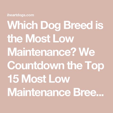 Which Dog Breed is the Most Low Maintenance? We Countdown the Top 15 Most Low Maintenance Breeds Low Maintenance Pets For Adults, Low Maintenance Pets, Miniature Dogs, All Dogs, Canine Companions, The Dogs, Dog Houses, Shelter Dogs, Service Dogs