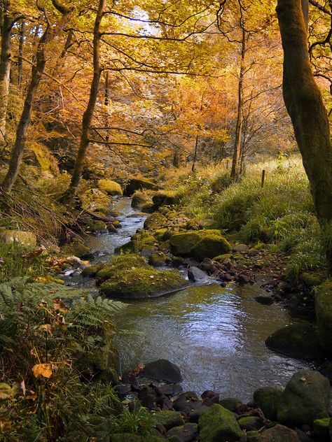 golden autumn woodland with autumn forst trees with a stream run Norse Witch, Fae Aesthetic, Pixie Hollow, Golden Autumn, Vulture Culture, Aesthetic Content, Fairy Aesthetic, Autumn Scenery, Autumn Forest