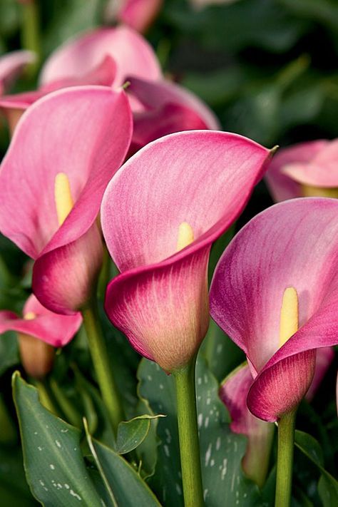 Fiori Frangipani, Calla Lily Bulbs, Pink Calla Lilies, Flower Tat, Purple Calla Lilies, Mini Calla Lilies, Arum Lily, Calla Lily Flowers, Calla Lily Bouquet