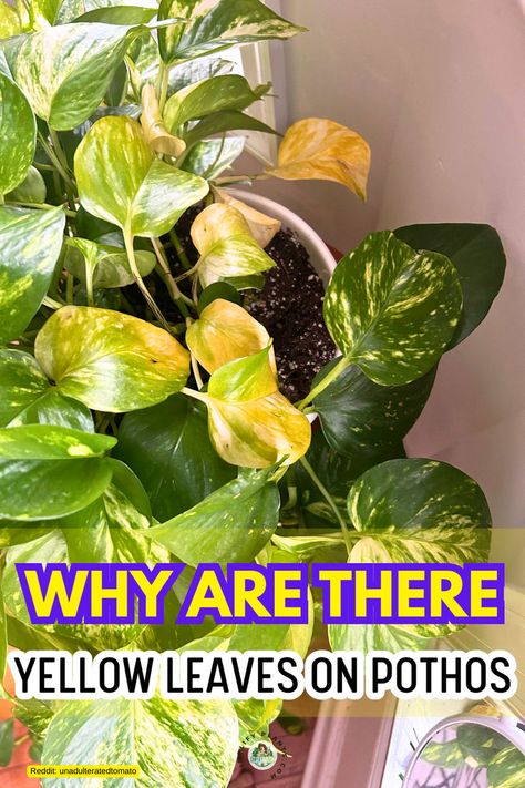 "Discover the reasons behind your Pothos leaves turning yellow and learn how to revive your plant! Explore common causes like overwatering, underwatering, and nutrient deficiencies. Find tips on Golden Pothos care to keep those vibrant green leaves healthy. If you're asking, ""Why is my Pothos turning yellow?"" or ""Why are my plants turning yellow?"" this guide is for you. Say goodbye to yellow leaves on Pothos and ensure your plants thrive!" Pothos Leaves Turning Yellow, Golden Pothos Care, Pothos Care, Grafting Plants, Golden Pothos, Plant Care Houseplant, Nutrient Deficiency, Pothos Plant, Plant Health