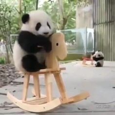 Baby Panda Bears, Panda Baby, Panda Funny, Baby Animals Pictures, Baby Panda, Fluffy Animals, Cute Wild Animals