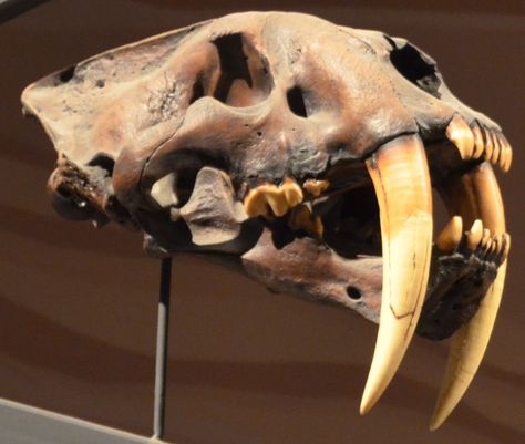 Saber Tooth Skull, Tiger Skull, Animal Skeletons, Cat Skull, Rocks And Fossils, Prehistoric World, South Central, Animal Study, Animal Bones