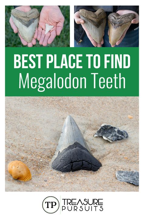 Shark Teeth Florida Beaches, How To Find Shark Teeth At The Beach, Sharks Teeth Crafts, Shark Tooth Hunting, Shark Teeth Crafts, Monster Teeth, Home Decor Ideas Black, Gem Hunting, 1950s Home Decor