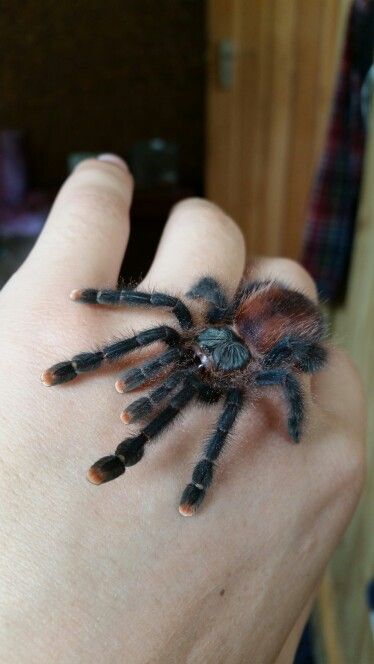 Pinktoe Tarantula, Tarantula Enclosure, Pet Tarantula, Spiders And Snakes, Spider Species, Wolf Spider, Pet Spider, Pink Toes, T Baby