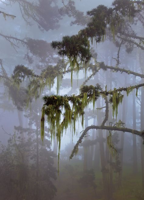 Live Oak Trees, Foggy Forest, Cat S, Jolie Photo, Cat Paws, Nature Landscape, Nature Aesthetic, Pretty Places, Fantasy Landscape