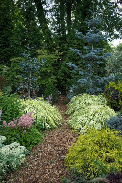 Evergreen Landscape, Conifers Garden, Large Backyard Landscaping, Evergreen Garden, Garden Shrubs, The Secret Garden, Woodland Garden, Garden Tours, Shade Garden