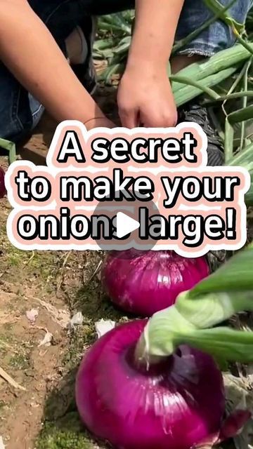 Onion Planting, Onion Plant, Harvest Onions, Onion Garden, Florida Farm, Growing Onions, Planting Onions, Vegetable Plants, Vegetable Farming