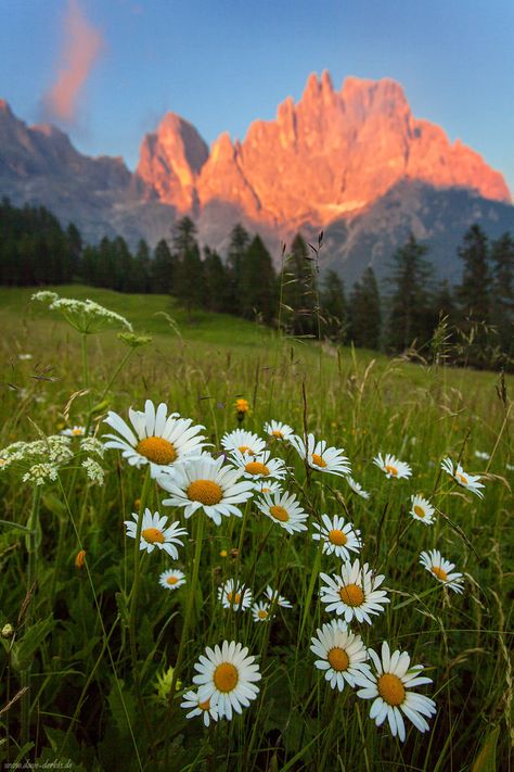 Wildflower Alpenglow by Dave-Derbis on DeviantArt Mountain Reference, Garden Corner Ideas, Environment Photography, Collage Landscape, Corner Ideas, Garden Corner, Colorado Fall, Dolomites Italy, Italy Beautiful