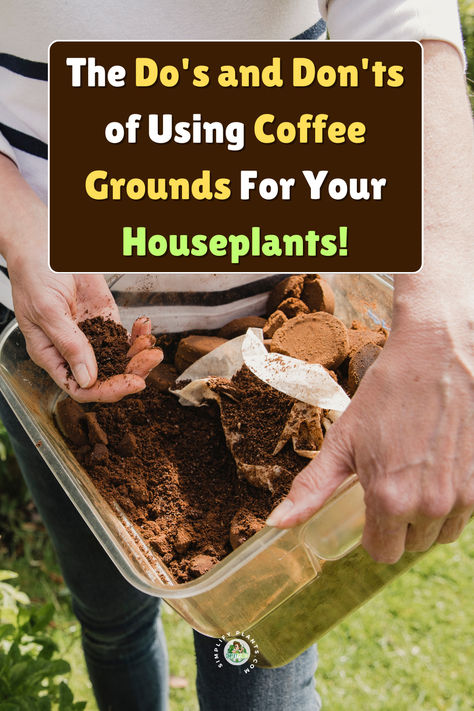 Discover the essential Do's and Don'ts of using coffee grounds for your houseplants. Learn how to enhance your garden with plants that like coffee grounds and create homemade fertilizer for plants.  Explore effective ways to use coffee grounds in the garden, ensuring your  houseplants thrive. Uncover the best practices for used coffee grounds, and  find out which plants benefit the most from this natural resource. Elevate  your gardening game with these expert tips on coffee for plants! Used Coffee Grounds Uses Garden, Using Coffee Grounds In Garden, How To Use Coffee Grounds In Plants, Coffee Grounds For House Plants, Coffee Grounds For Plants Indoor, How To Use Coffee Grounds In The Garden, Plants That Like Coffee Grounds, Coffee For Plants Houseplant, Plants That Love Coffee Grounds