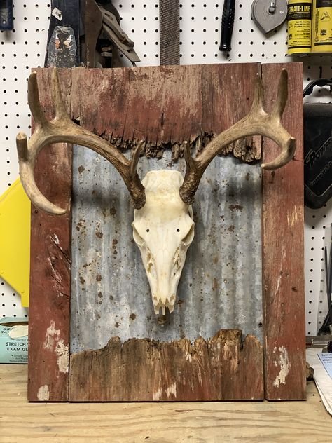 Deer Rack Mount Ideas, Deer Mount Display Ideas, Deer Hide Ideas, Whitetail European Mount Ideas, Deer Antler Display Ideas, Diy European Deer Mount, Euro Mount Ideas, Deer Antler Display, Antler Display Ideas