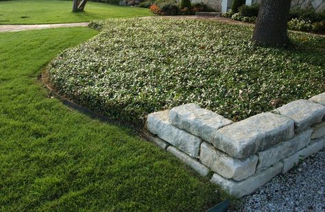 Jasmine Ground Cover, Asiatic Jasmine, Replace Lawn, Evergreen Groundcover, Front Lawn Landscaping, Leaf Structure, Walkway Landscaping, Yard Landscape, Perfect Backyard