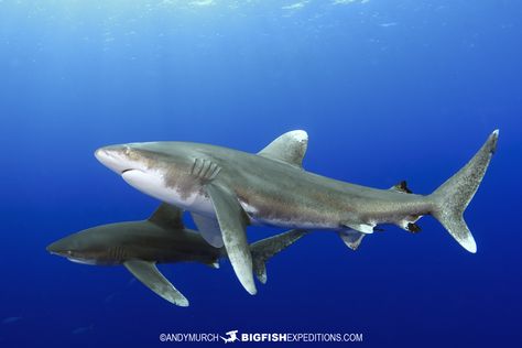 Whitetip Shark, Silky Shark, Shark Conservation, Types Of Sharks, Shark Pictures, Shark Drawing, Shark Diving, Reef Shark, Cute Shark