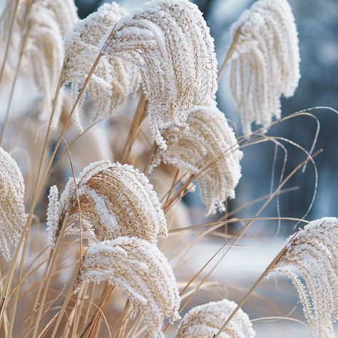 Great plants for winter: These 5 tough plants keep the garden beautiful while you rest and get ready for spring. Backyard Trees, No Grass Backyard, Winter Plants, White Plants, Ornamental Grasses, Garden Gates, Winter Garden, Dream Garden, Garden Planning