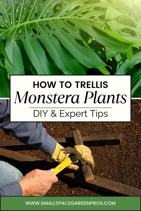 Elevate your indoor gardening game with our comprehensive guide on trellising Monstera plants for enhanced growth & aesthetic appeal! Uncover expert techniques & proven strategies to nurture your Monstera into a stunning botanical masterpiece. From maximizing sunlight exposure to selecting the perfect trellis design, we've got you covered every step of the way. Watch your Monstera flourish with beauty and vitality! #Monstera #TrellisTips #IndoorGardening #PlantCare #GreenThumb #PlantParenting Trellis For Monstera Deliciosa, Diy Monstera Trellis, Monstera Support Ideas, Trellis For Monstera, Monstera Trellis Ideas, Monstera Trellis, Mini Monstera Plant, Monstera Deliciosa Indoor, Monstera Plant Support