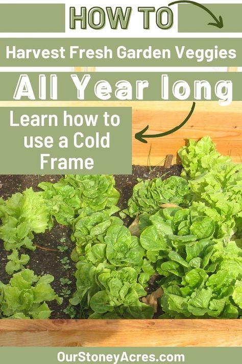 What is a cold frame? What to grow in a cold frame? Did you know you can have a garden in the winter? Winter gardening is possible if you have protection for your vegetables. Learn how to use cold frames and what to plant in cold frames? Find more info about year-round gardening, vegetables to plant in winter, and backyard vegetable gardening. Cold Frames, Winter Veggies To Grow, Winter Cold Frame Gardening, Vegetable To Grow In Winter, How To Prep Garden For Winter, Preparing Garden For Winter, Cold Frame Gardening, Pnw Garden, Winter Vegetables Gardening