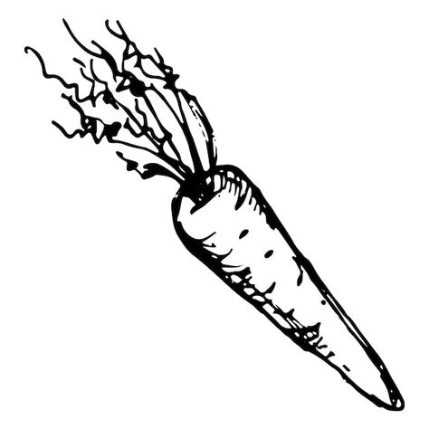 Carrot Drawing Simple, Carrot Outline, Carrot Sketch, Orange Monochrome, Carrot Drawing, Fruit Sketch, Carrot Vegetable, Line Art Vector, Simple Illustration