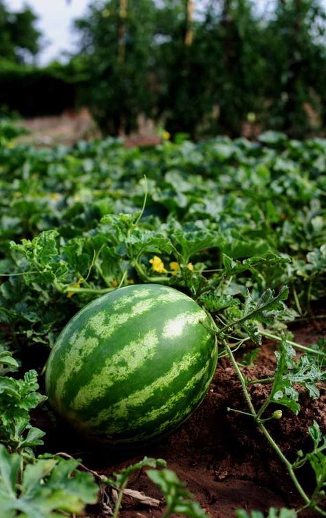 Do you love this refreshing fruit? Do you know you can plant watermelon in your garden? Learn more here: https://gardenerspath.com/how-to/beginners/grow-watermelons/ Watermelon Farming, Como Plantar Pitaya, Growing Melons, Low Maintenance Garden Design, How To Grow Watermelon, Watermelon Plant, Growing Tomatoes In Containers, Starting Seeds Indoors, Meteor Garden 2018