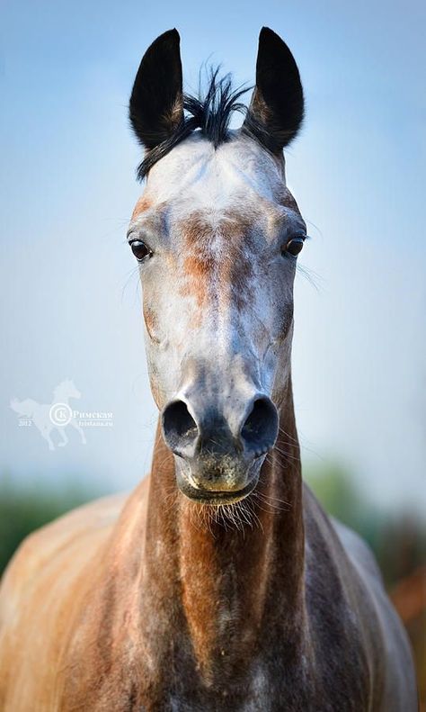 Kathiyawadi Horse, Rare Horses, Marwari Horses, American Paint Horse, Horse Heads, Equine Portraits, Hanoverian, Horse Illustration, Precious Animals