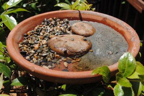 Puddling station Water For Butterflies, Butterfly Puddler Ideas, Backyard Wildlife Habitat, Butterfly Puddler Diy, Butterfly Fountain, Drinking Station, Butterfly Bath, Butterfly Feeders, Butterfly Feeder