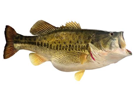 Ten Pound Largemouth Bass Isolated. A beautiful ten pound Largemouth Bass (Micro , #SPONSORED, #Bass, #Isolated, #beautiful, #Ten, #Pound #ad Bass Fishing Pictures, Fish Taxidermy, Fish Images, Largemouth Bass Fishing, Image Of Fish, Fish Artwork, Food Costumes, Bass Fish, Fishing Pictures