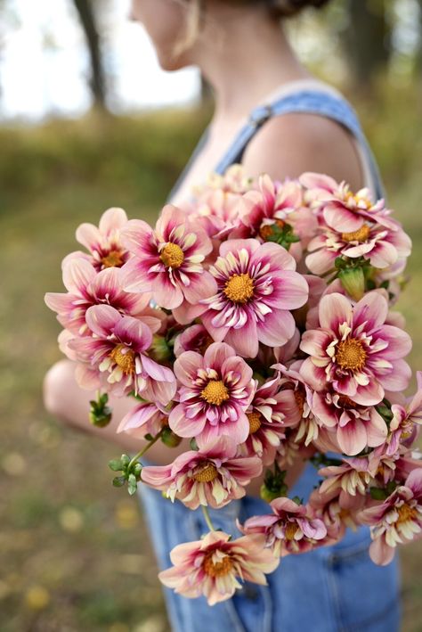 Wedding Flower Design, Dahlia Tubers, Growing Dahlias, Rhubarb And Custard, Rochester New York, Dahlia Flower, Flower Farm, Ranunculus, Flower Lover